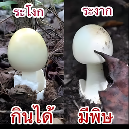ภาพอันดับ 1